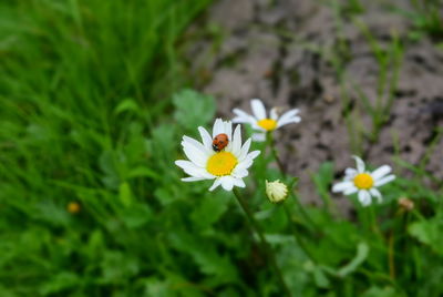 Close-up of white flowers blooming outdoors