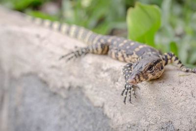 Close-up of lizard on rock