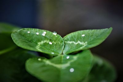 Close-up of wet plant leaves