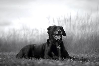 Surface level view of dog resting on grassy field