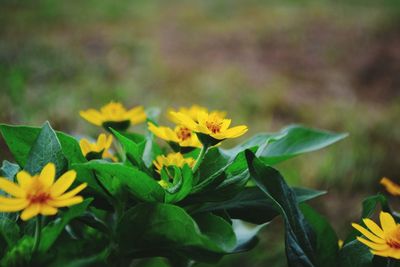Close-up of yellow flowers blooming outdoors