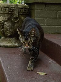 Portrait of cat on wall