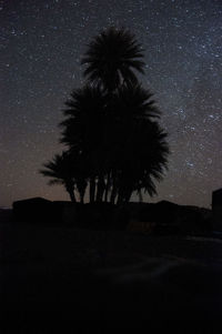 Low angle view of trees at night