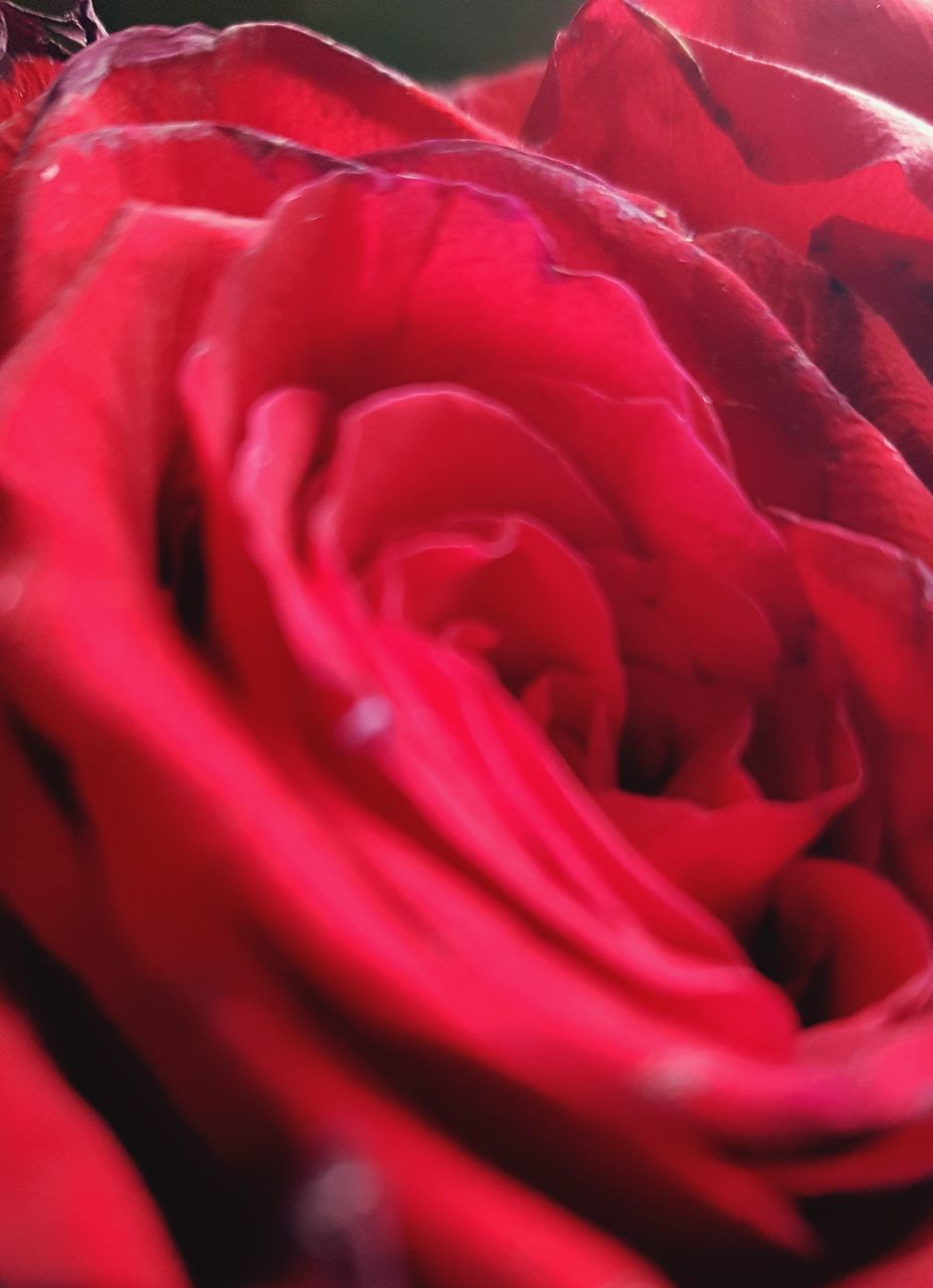 CLOSE UP OF RED ROSE FLOWER