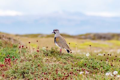 Bird perching on a field