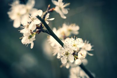 Close-up of cherry blossom