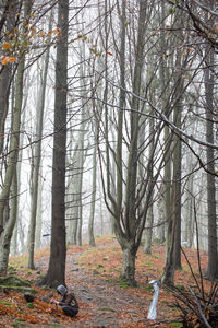 Bare trees in forest during autumn