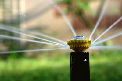 Close-up of plant against blurred background