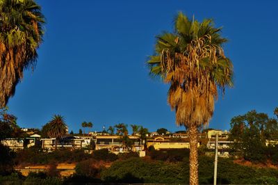 Trees against clear blue sky