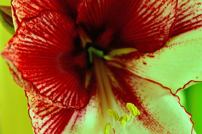 Full frame shot of red flower