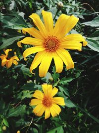 Close-up of yellow flowering plant