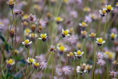 Close-up of yellow flowering plants on field