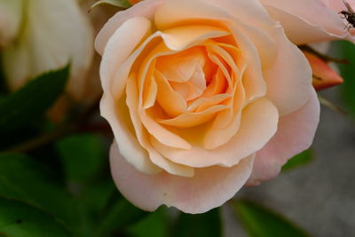 Close-up of rose against blurred background