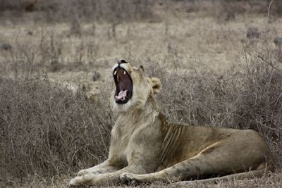 Full length of a cat yawning