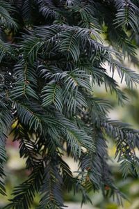 Close-up of palm tree