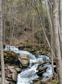 View of river flowing through forest