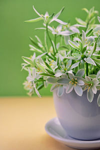 Close-up of potted plant