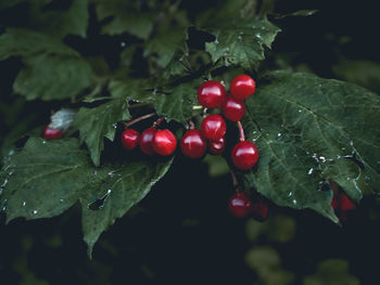 Close-up of red berries growing on plant