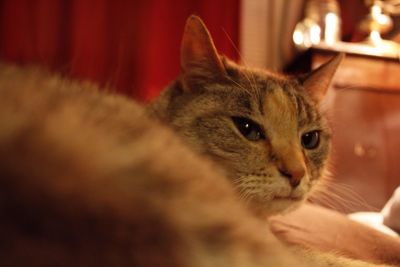 Close-up portrait of cat