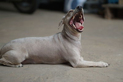 View of a dog yawning