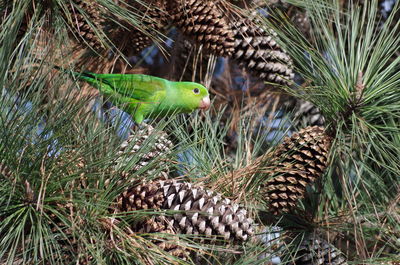 Close-up of pine cone on tree