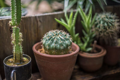 Close-up of succulent plants in yard