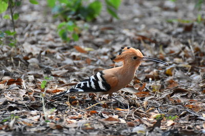 Close-up of a bird on field