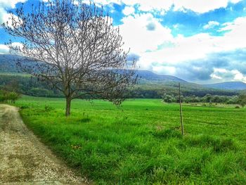 Tree on field against sky