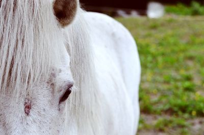 Close-up of a horse on field