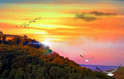 Birds flying over orange sky
