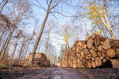 Stack of logs in forest