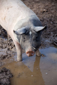 High angle view of a horse drinking water