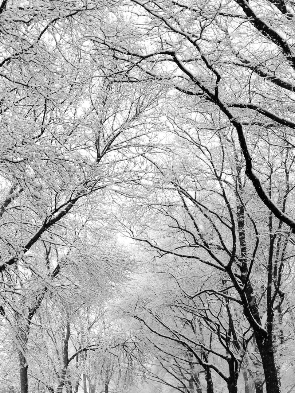 bare tree, branch, tree, tranquility, nature, winter, tree trunk, cold temperature, season, beauty in nature, tranquil scene, outdoors, day, snow, scenics, low angle view, no people, weather, sky, non-urban scene