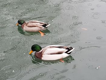 High angle view of duck swimming in lake