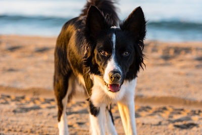 Portrait of dog on beach