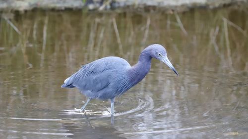 Bird perching on a lake