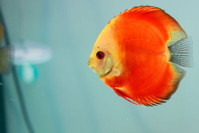 Close-up of fish swimming in aquarium