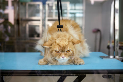 Close-up portrait of cat on table