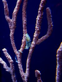 Close-up of coral in sea