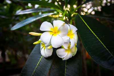 Close-up of white flowering plant