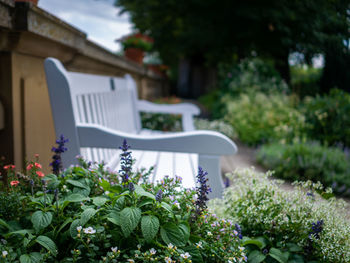 Flowering plants in yard