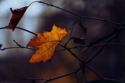 leaf