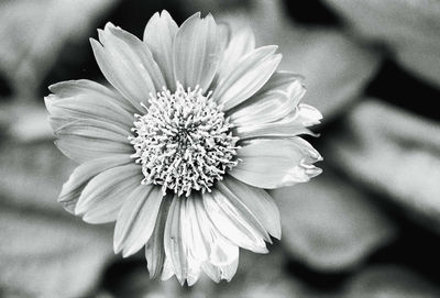 Close-up of flower on plant