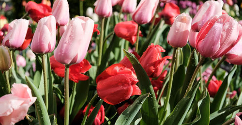 Close-up of pink tulips