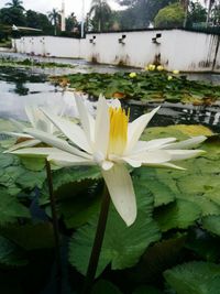 Close-up of lotus water lily in pond