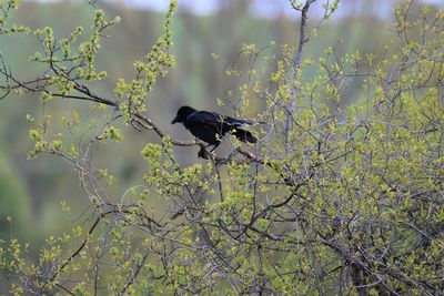 Low angle view of raven perching on tree