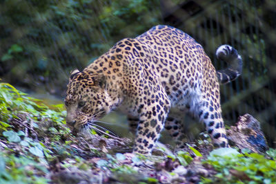 animal