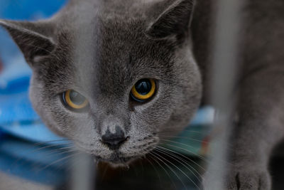 Close-up portrait of a cat