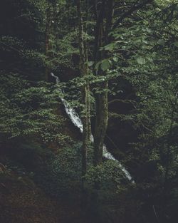 Trees in forest