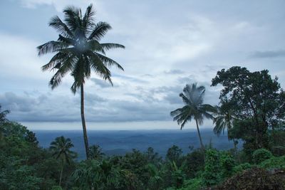 Palm trees by sea against sky